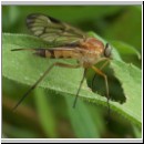 Rhagio strigosus - Schnepfenfliege 04.jpg